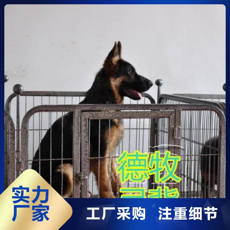 德国牧羊犬-比特犬优质原料