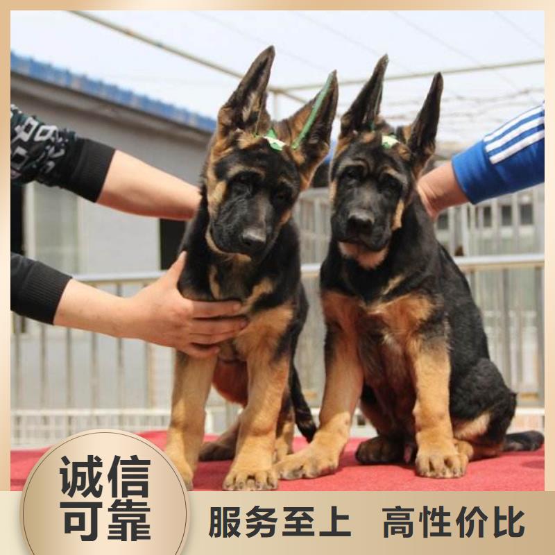 【德国牧羊犬卡斯罗犬优良工艺】