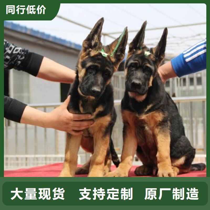 德國牧羊犬,杜賓犬市場(chǎng)行情