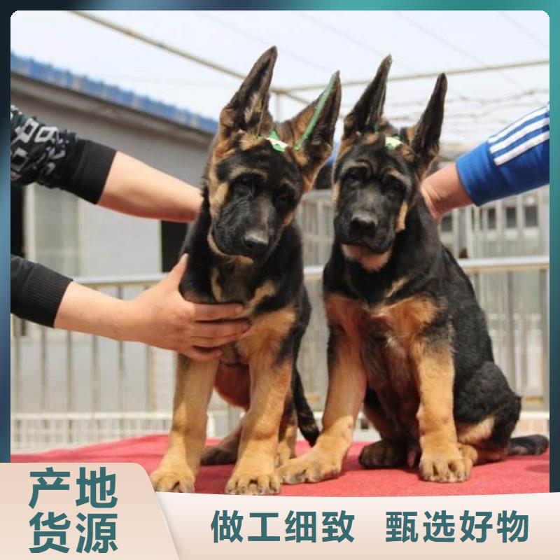 德國牧羊犬比特犬訂購