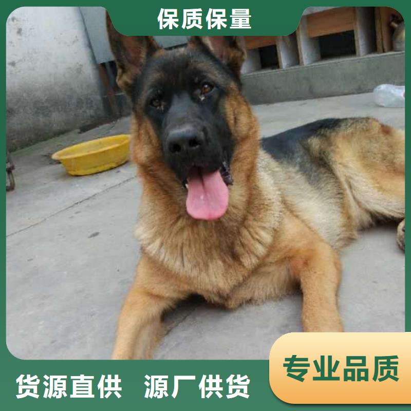 德国牧羊犬-比特犬优质原料