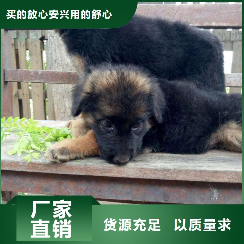 【德国牧羊犬拉布拉多犬保障产品质量】