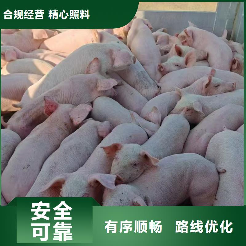 宿遷市泗陽到豬運輸調度精準