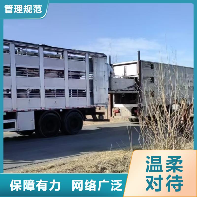 宿遷市泗洪到豬牛羊運(yùn)輸放心省心