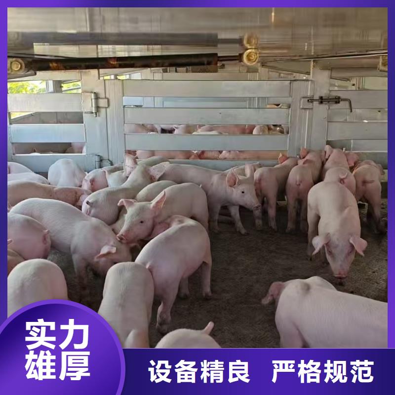 宿遷市沭陽到羊運輸專用車整車運輸