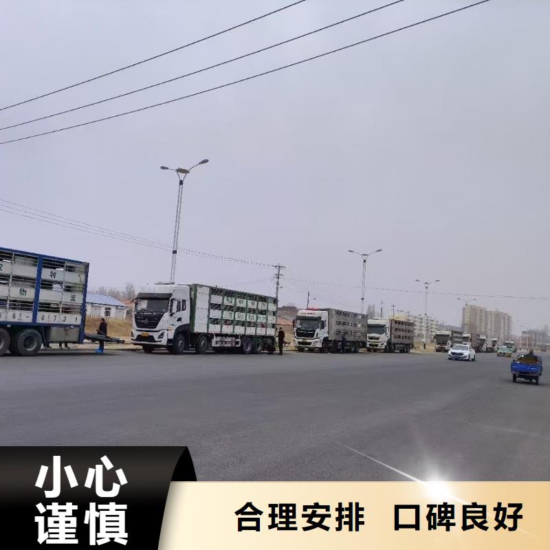 宿遷市沭陽到豬牛羊運輸照料精心
