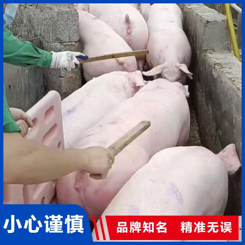宿遷市泗洪到豬牛羊運(yùn)輸放心省心