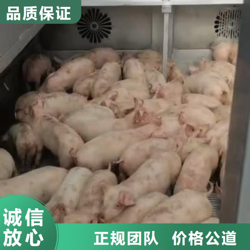 宿迁市沭阳到生猪运输-空调车收费合理