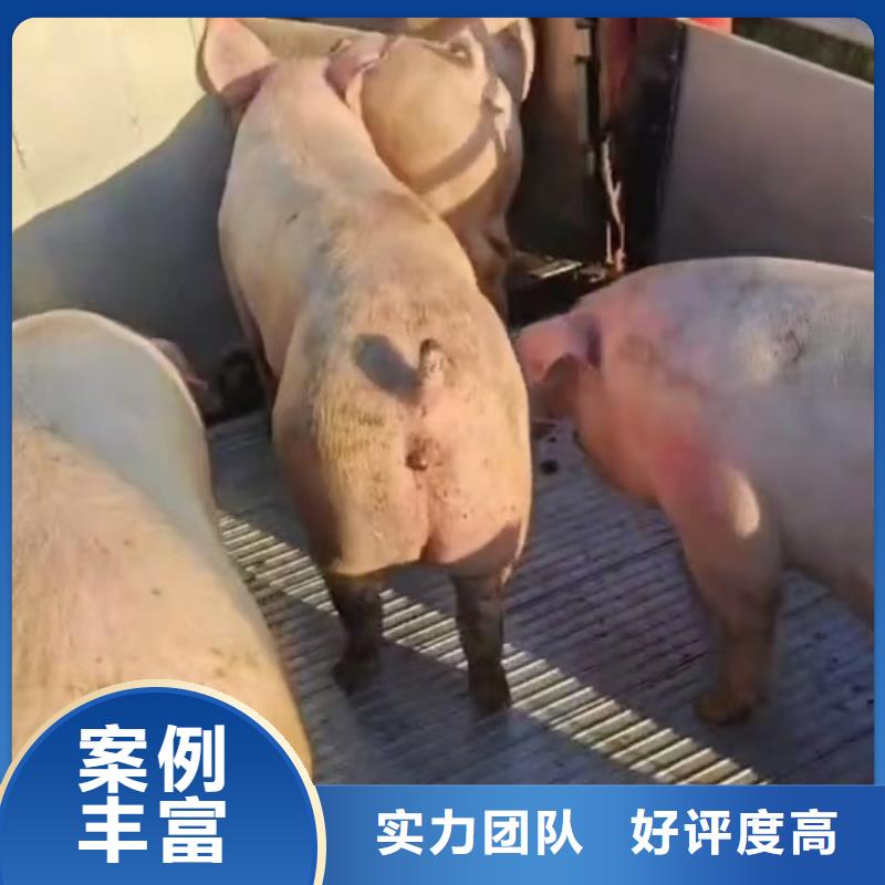 宿迁到生猪物流-恒温车方便快捷
