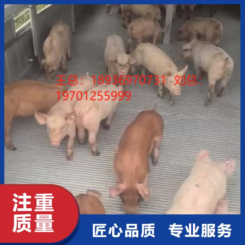 宿迁沭阳到猪笼车运输-专用车全程呵护