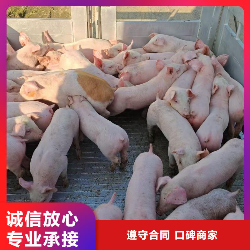 苏州到原料运输-专用车信誉良好