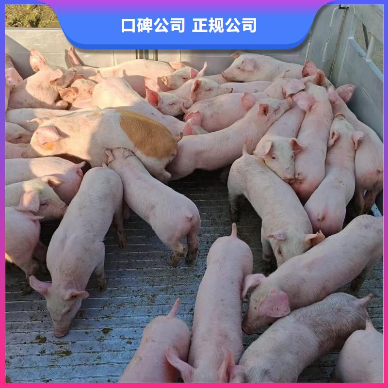 镇江到高栏车肥猪运输-专用车解决方案